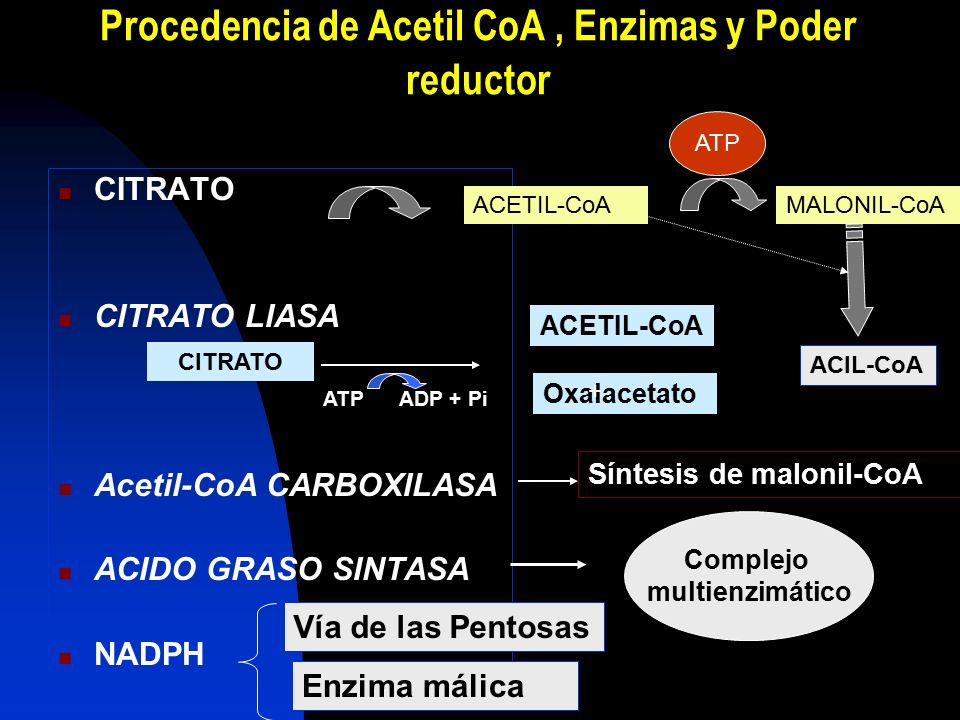 Procedencia de Acetil CoA , Enzimas y Poder reductor