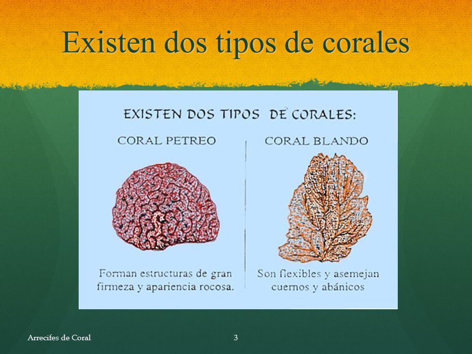 Existen dos tipos de corales