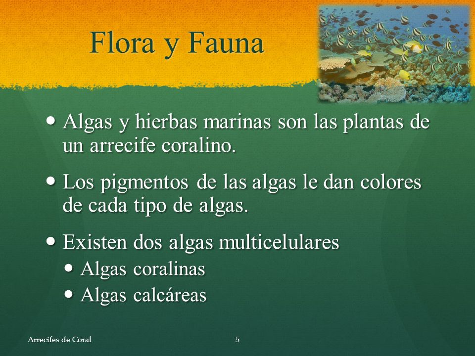 Flora y Fauna Algas y hierbas marinas son las plantas de un arrecife coralino. Los pigmentos de las algas le dan colores de cada tipo de algas.
