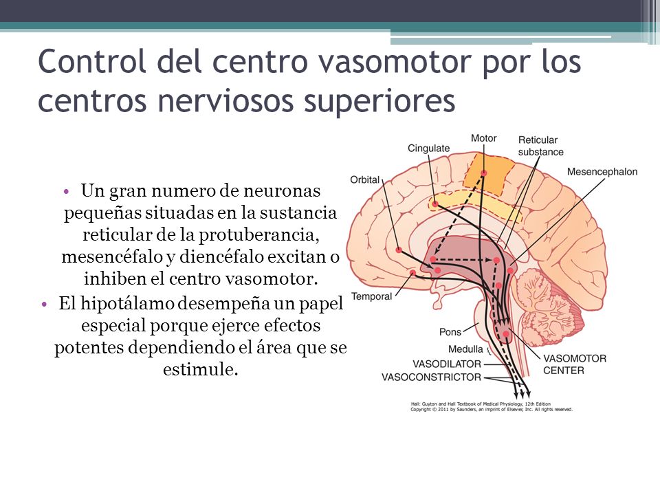 Control del centro vasomotor por los centros nerviosos superiores