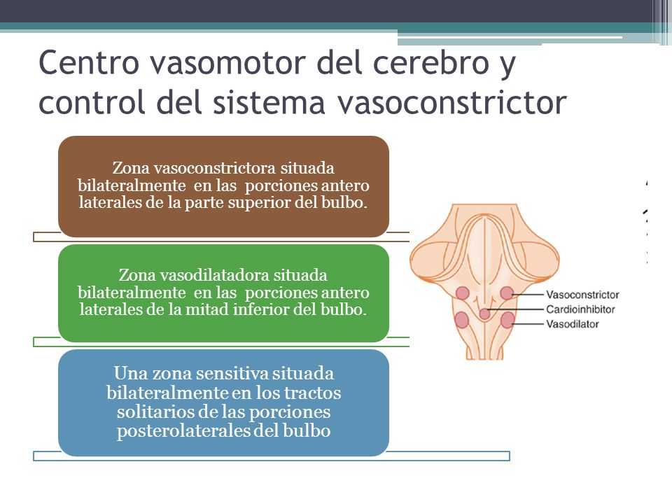 Centro vasomotor del cerebro y control del sistema vasoconstrictor