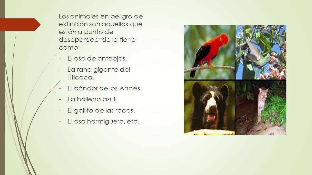 Los animales en peligro de extinción son aquellos que están a punto de desaparecer de la tierra como:
