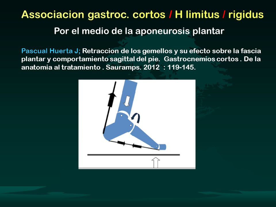 Associacion gastroc. cortos / H limitus / rigidus