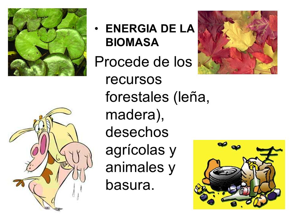 ENERGIA DE LA BIOMASA Procede de los recursos forestales (leña, madera), desechos agrícolas y animales y basura.