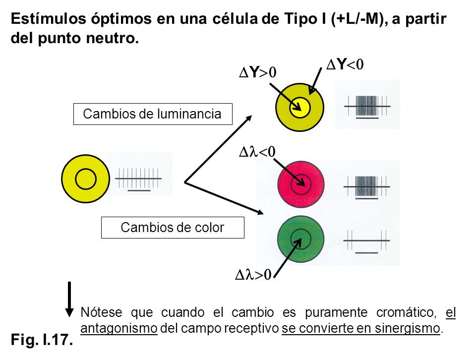 Estímulos óptimos en una célula de Tipo I (+L/-M), a partir del punto neutro.