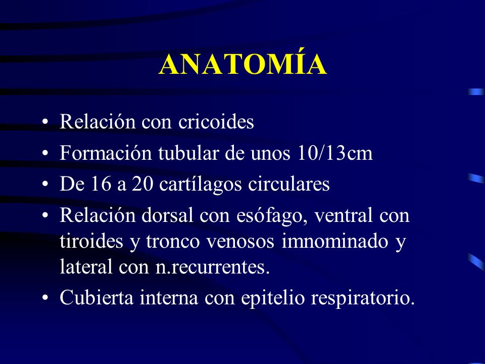 ANATOMÍA Relación con cricoides Formación tubular de unos 10/13cm