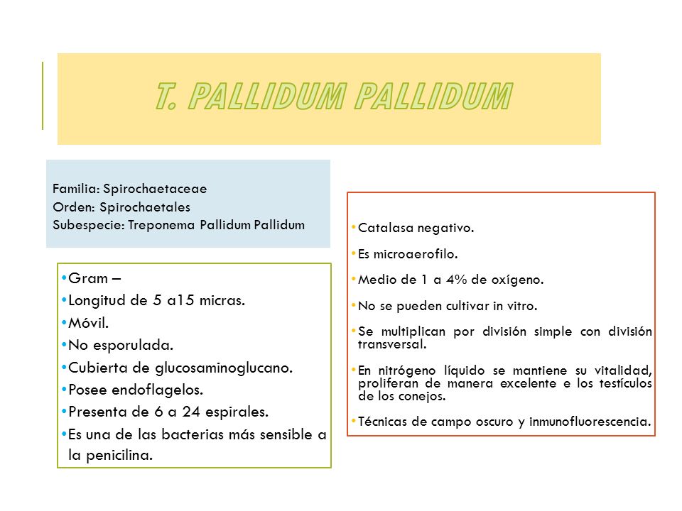 T. pallidum pallidum Gram – Longitud de 5 a15 micras. Móvil.