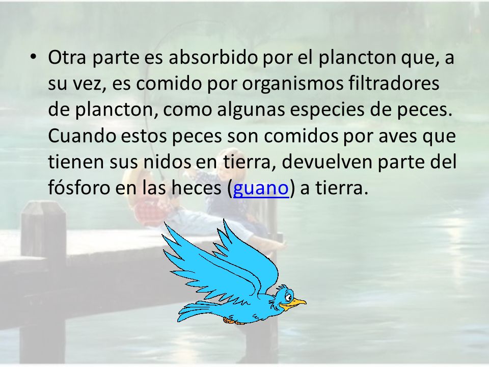 Otra parte es absorbido por el plancton que, a su vez, es comido por organismos filtradores de plancton, como algunas especies de peces.