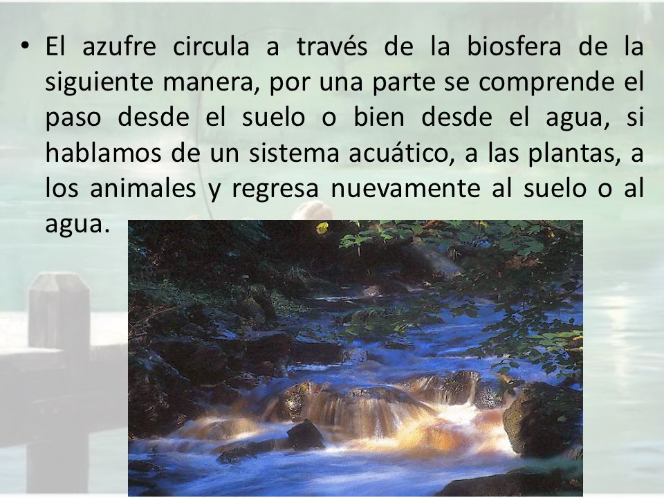 El azufre circula a través de la biosfera de la siguiente manera, por una parte se comprende el paso desde el suelo o bien desde el agua, si hablamos de un sistema acuático, a las plantas, a los animales y regresa nuevamente al suelo o al agua.