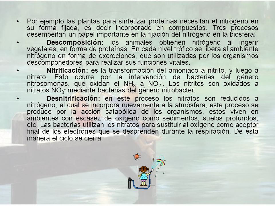 Por ejemplo las plantas para sintetizar proteínas necesitan el nitrógeno en su forma fijada, es decir incorporado en compuestos. Tres procesos desempeñan un papel importante en la fijación del nitrógeno en la biosfera: