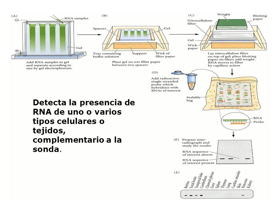 Detecta la presencia de RNA de uno o varios tipos celulares o tejidos, complementario a la sonda.