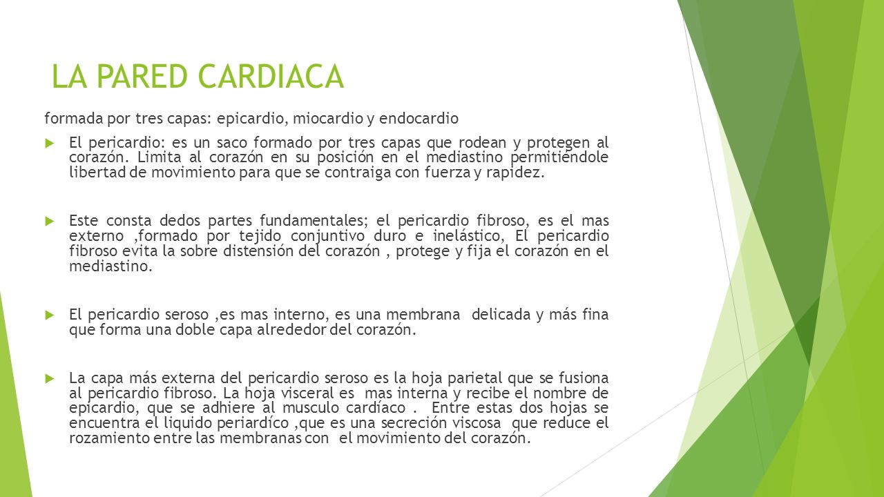 LA PARED CARDIACA formada por tres capas: epicardio, miocardio y endocardio.
