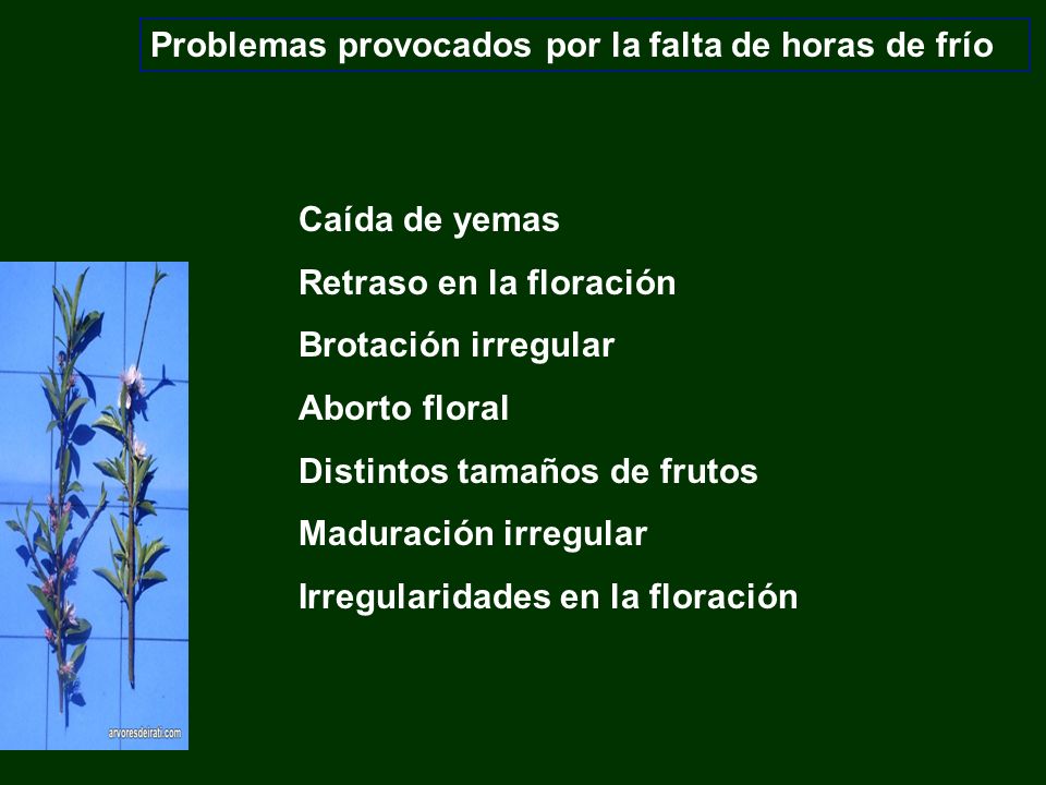 Problemas provocados por la falta de horas de frío