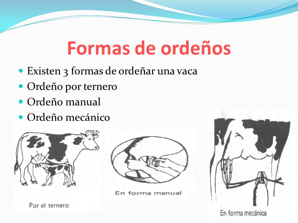 Formas de ordeños Existen 3 formas de ordeñar una vaca