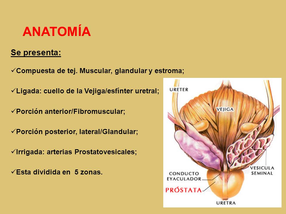 ANATOMÍA Se presenta: Compuesta de tej. Muscular, glandular y estroma;
