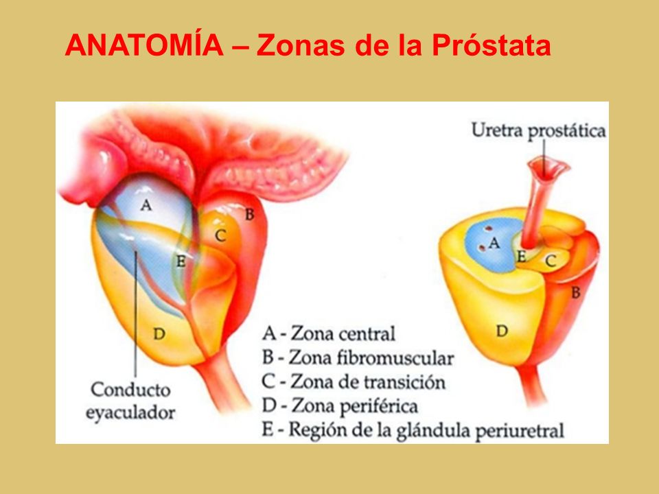 próstata anatomía slideshare