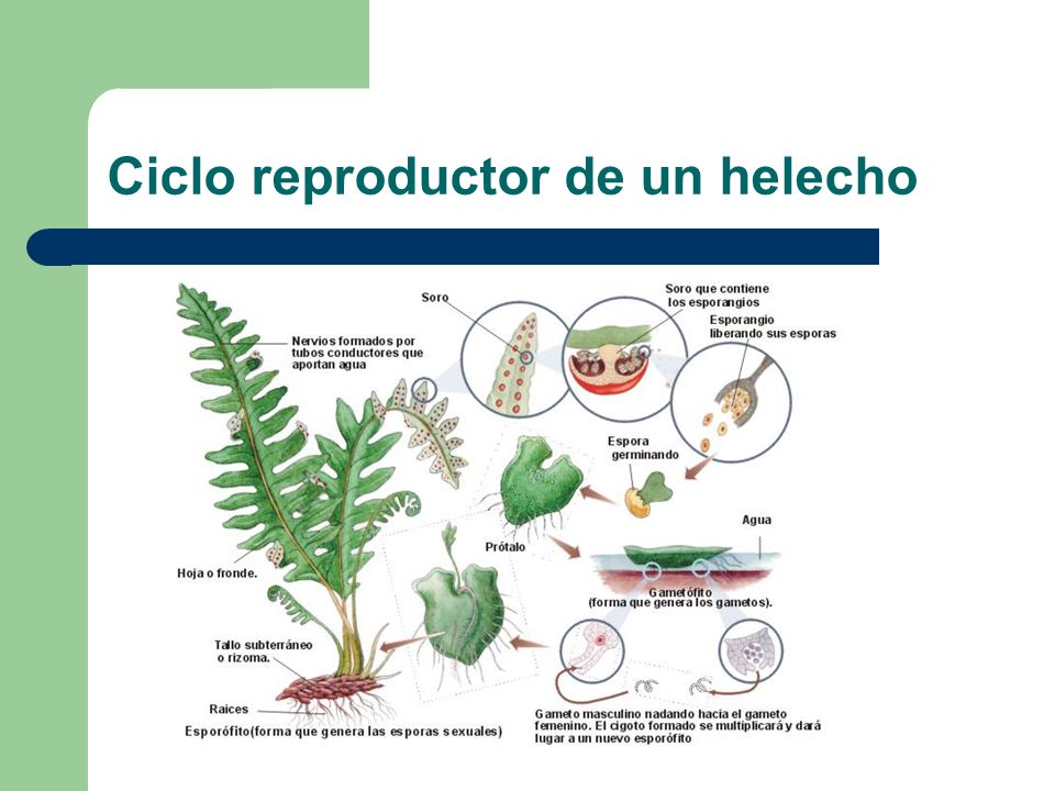 Ciclo reproductor de un helecho