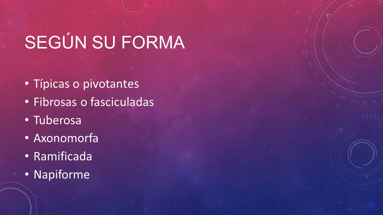 Según su forma Típicas o pivotantes Fibrosas o fasciculadas Tuberosa