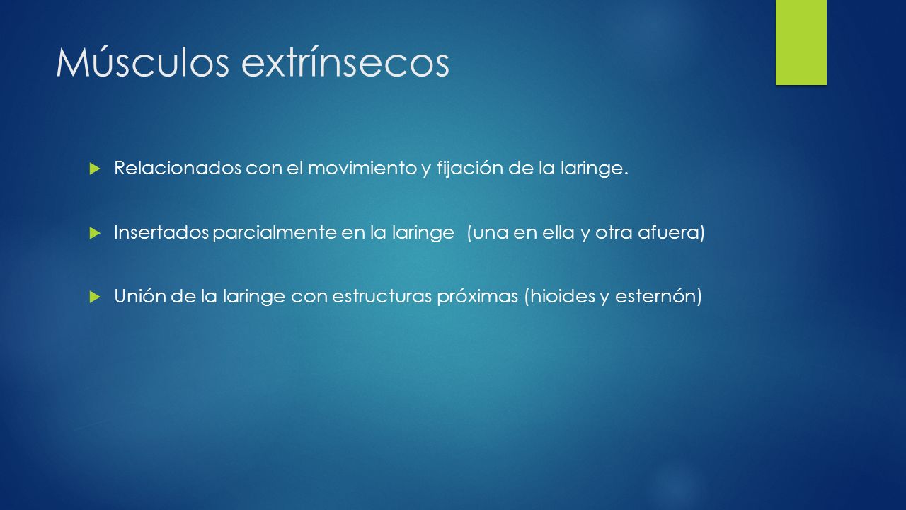 Músculos extrínsecos Relacionados con el movimiento y fijación de la laringe. Insertados parcialmente en la laringe (una en ella y otra afuera)