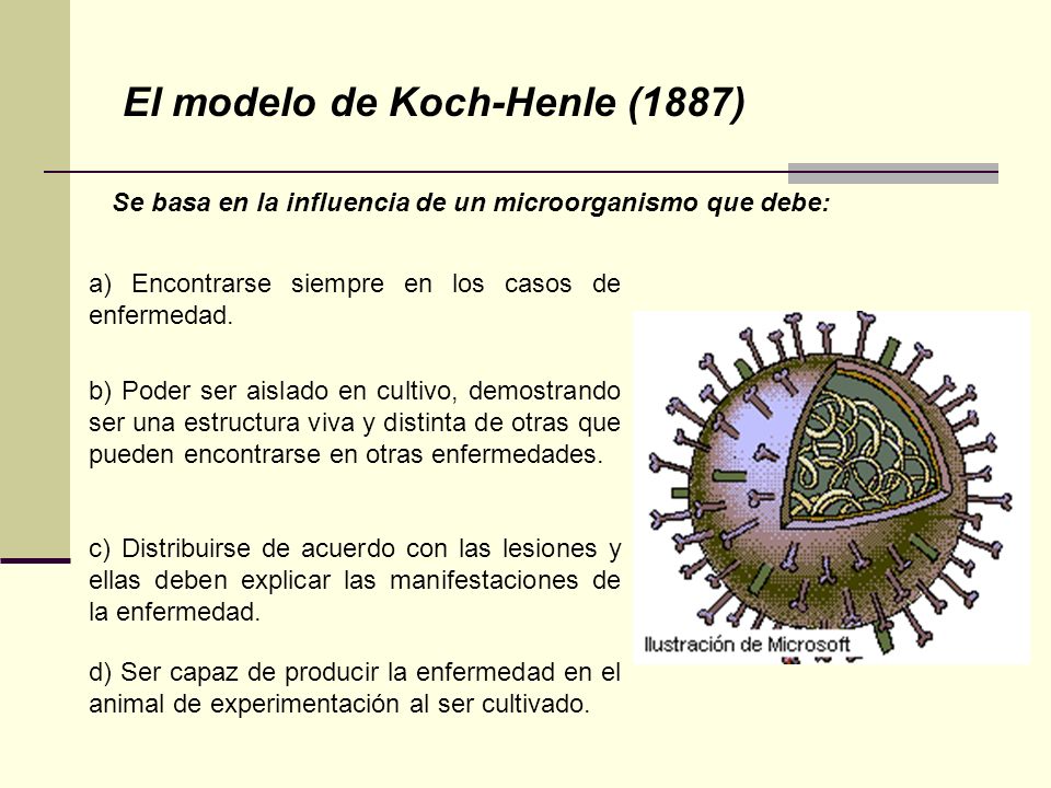 Arriba 87+ imagen modelo de koch henle