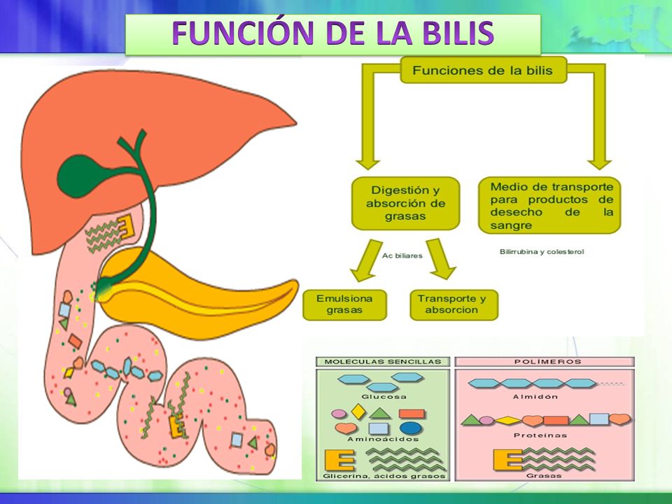 FUNCIÓN DE LA BILIS La constitución genética puede encontrarse de manera conjunta en loci o de manera mas singular en un único locus.