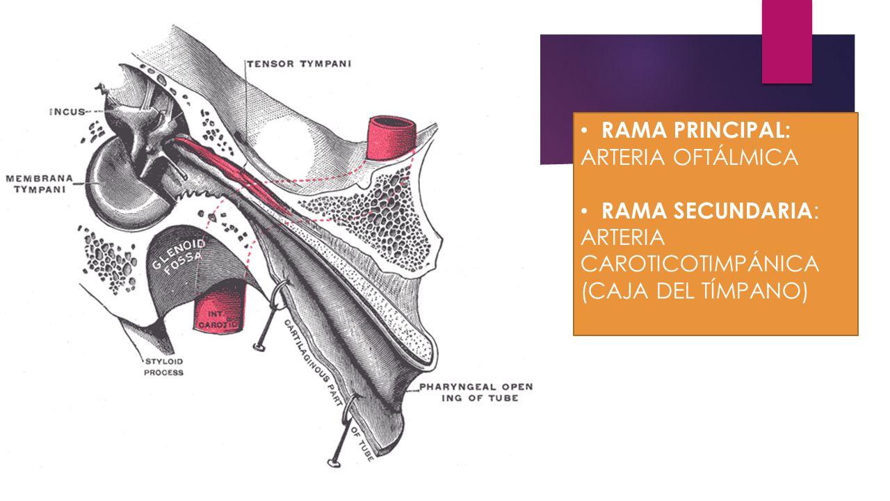 RAMA PRINCIPAL: ARTERIA OFTÁLMICA RAMA SECUNDARIA: ARTERIA CAROTICOTIMPÁNICA (CAJA DEL TÍMPANO)