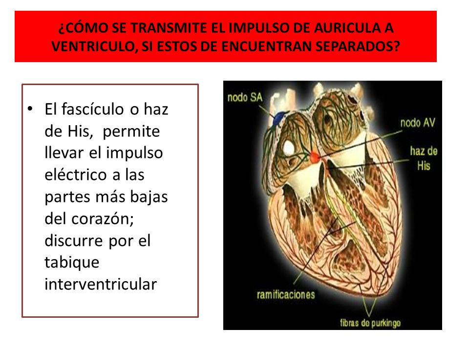 ¿CÓMO SE TRANSMITE EL IMPULSO DE AURICULA A VENTRICULO, SI ESTOS DE ENCUENTRAN SEPARADOS