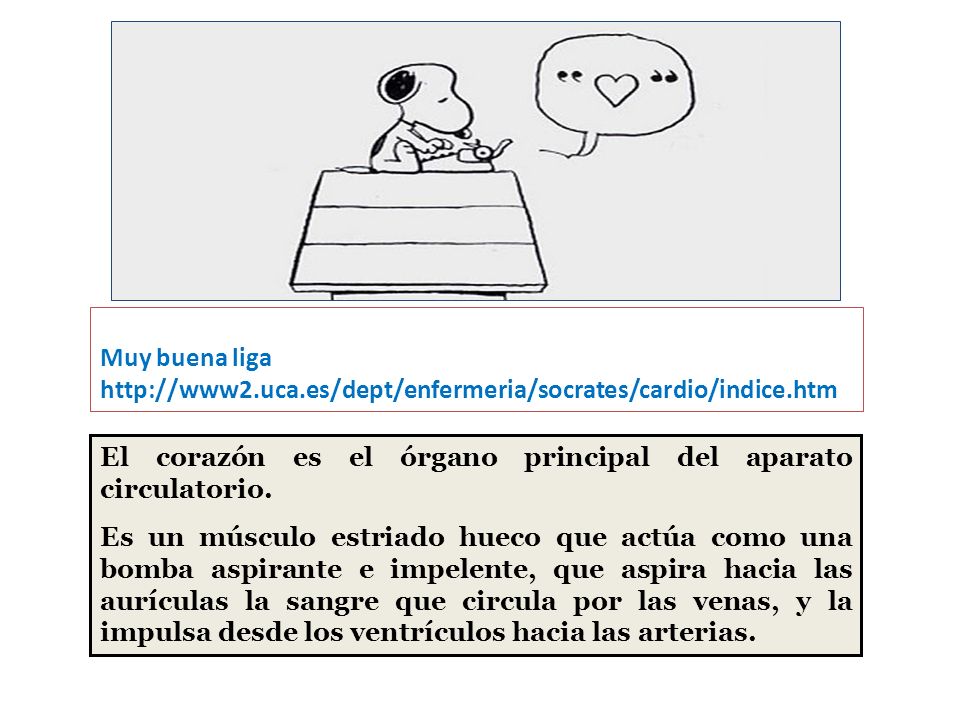 CORAZON Muy buena liga.   El corazón es el órgano principal del aparato circulatorio.
