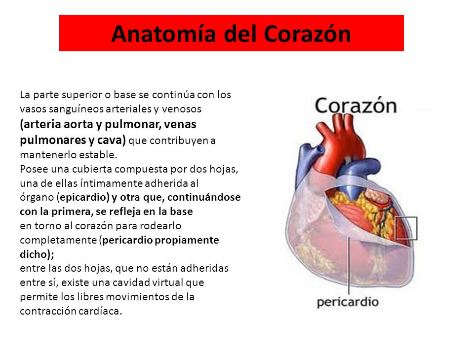 Anatomía del Corazón La parte superior o base se continúa con los vasos sanguíneos arteriales y venosos.
