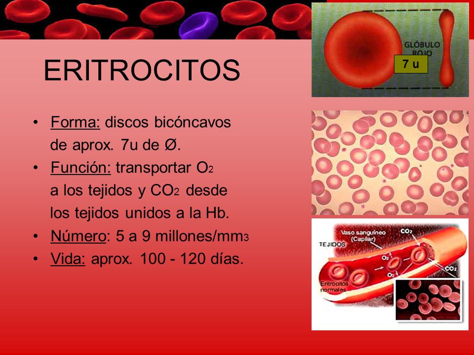 ERITROCITOS Forma: discos bicóncavos de aprox. 7u de Ø.
