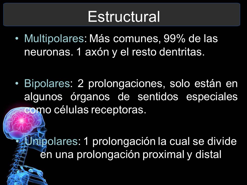 Estructural Multipolares: Más comunes, 99% de las neuronas. 1 axón y el resto dentritas.