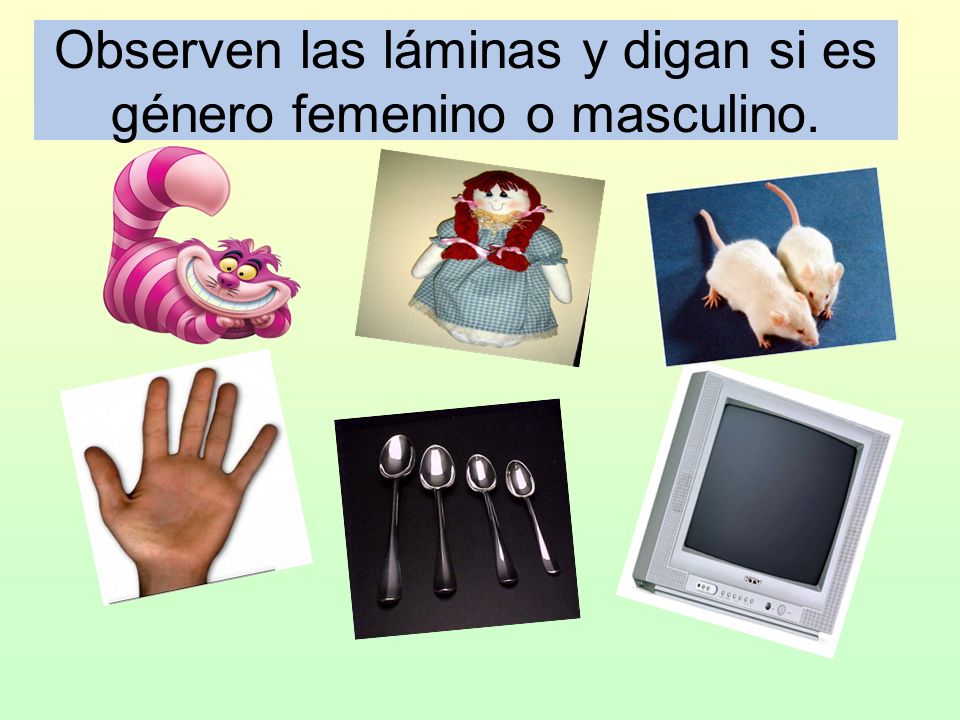 Observen las láminas y digan si es género femenino o masculino.