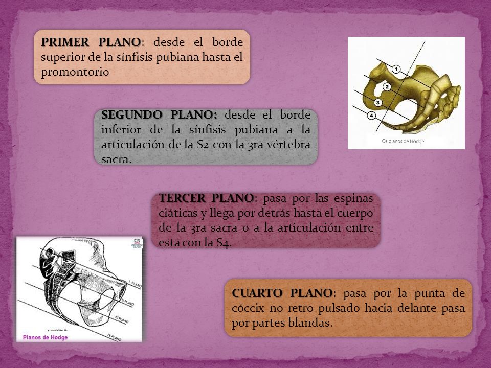 PRIMER PLANO: desde el borde superior de la sínfisis pubiana hasta el promontorio