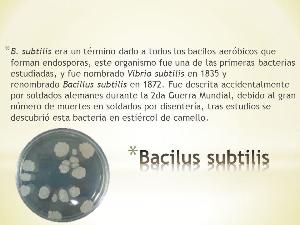 B. subtilis era un término dado a todos los bacilos aeróbicos que forman endosporas, este organismo fue una de las primeras bacterias estudiadas, y fue nombrado Vibrio subtilis en 1835 y renombrado Bacillus subtilis en Fue descrita accidentalmente por soldados alemanes durante la 2da Guerra Mundial, debido al gran número de muertes en soldados por disentería, tras estudios se descubrió esta bacteria en estiércol de camello.