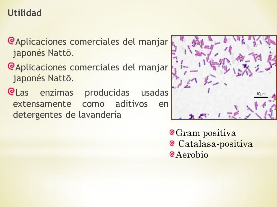 Utilidad Aplicaciones comerciales del manjar japonés Nattō. Las enzimas producidas usadas extensamente como aditivos en detergentes de lavandería.