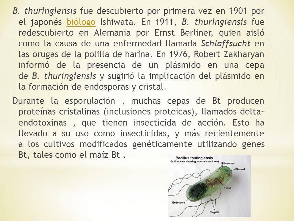 B. thuringiensis fue descubierto por primera vez en 1901 por el japonés biólogo Ishiwata.