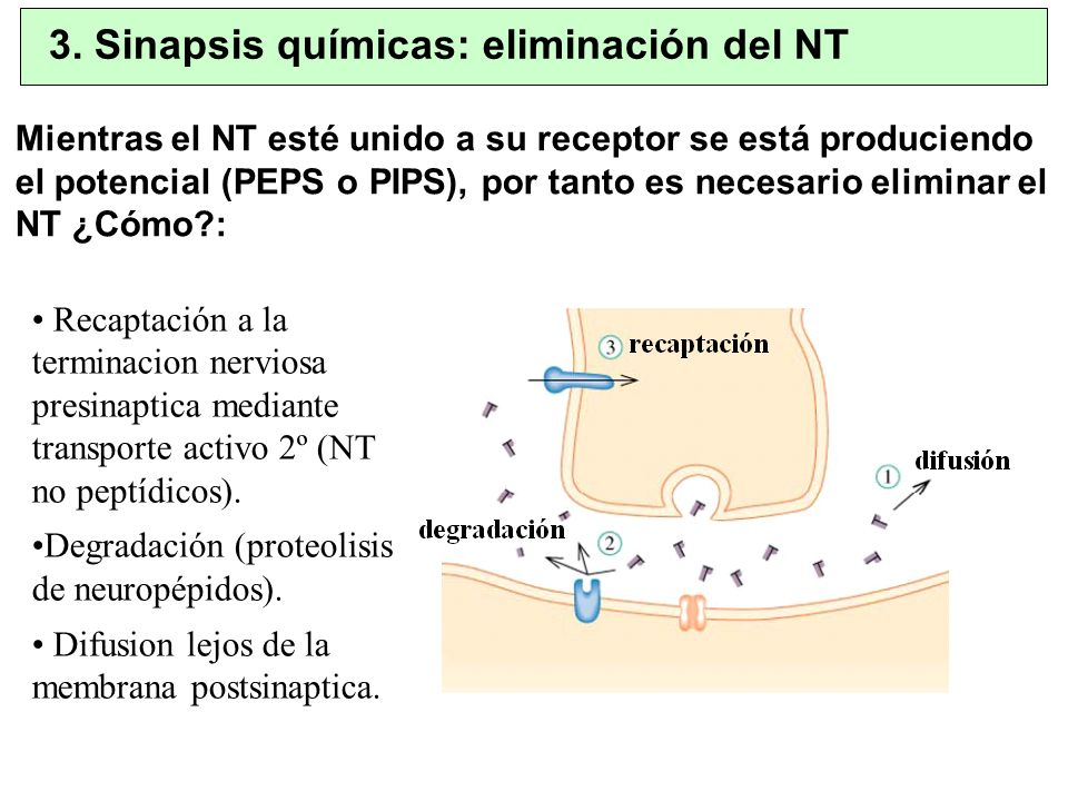 3. Sinapsis químicas: eliminación del NT