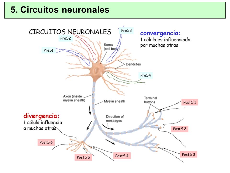 5. Circuitos neuronales