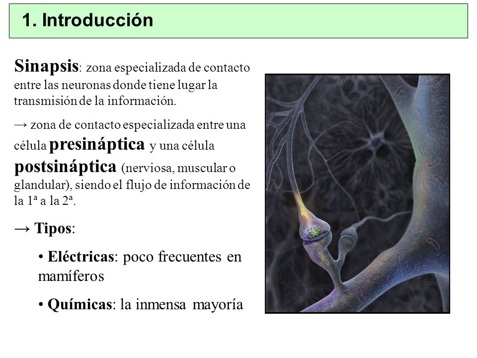 1. Introducción Sinapsis: zona especializada de contacto entre las neuronas donde tiene lugar la transmisión de la información.