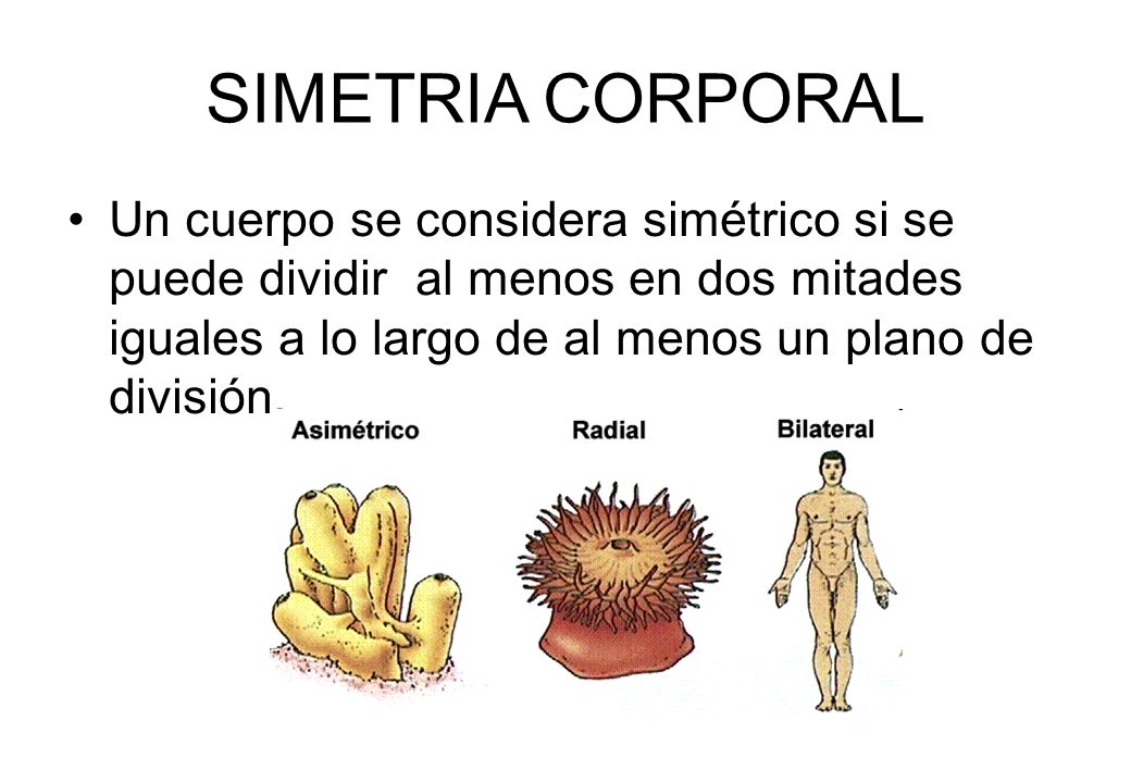 SIMETRIA CORPORAL Un cuerpo se considera simétrico si se puede dividir al menos en dos mitades iguales a lo largo de al menos un plano de división.