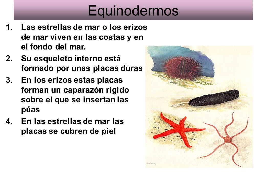 Equinodermos Las estrellas de mar o los erizos de mar viven en las costas y en el fondo del mar.