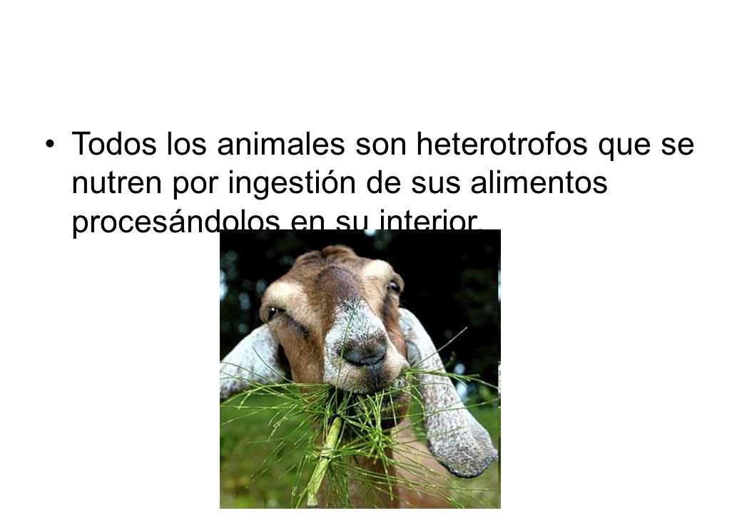 Todos los animales son heterotrofos que se nutren por ingestión de sus alimentos procesándolos en su interior.