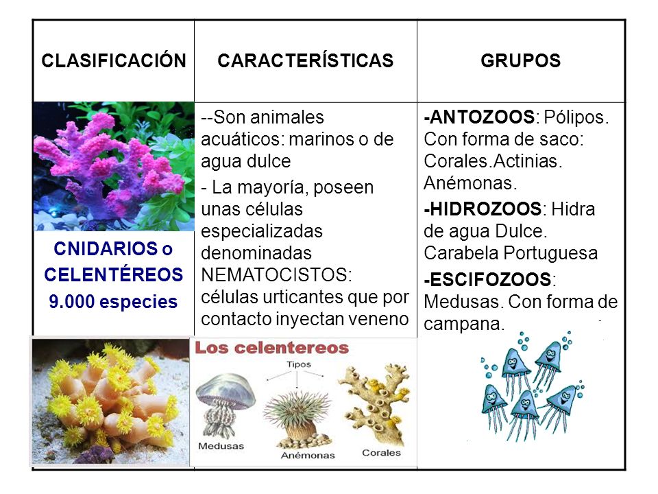 CLASIFICACIÓN CARACTERÍSTICAS. GRUPOS. CNIDARIOS o. CELENTÉREOS especies. --Son animales acuáticos: marinos o de agua dulce.