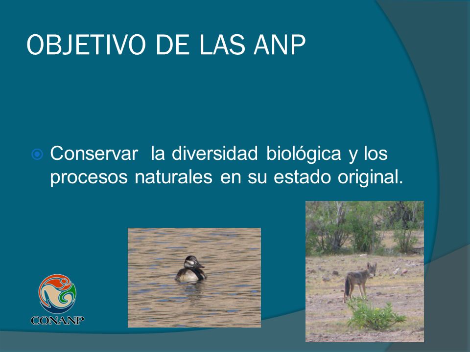 OBJETIVO DE LAS ANP Conservar la diversidad biológica y los procesos naturales en su estado original.