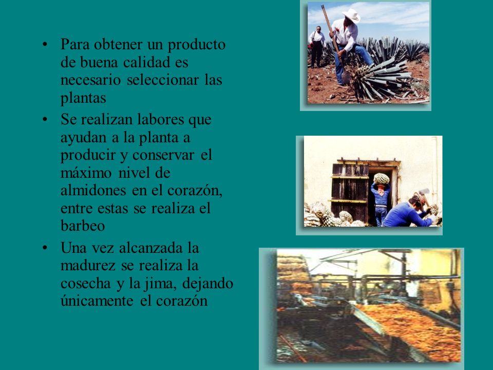 Para obtener un producto de buena calidad es necesario seleccionar las plantas