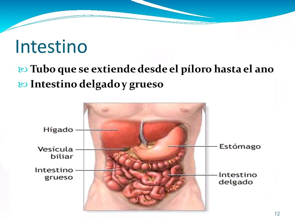 Intestino  Tubo que se extiende desde el píloro hasta el ano  Intestino delgado y grueso 12