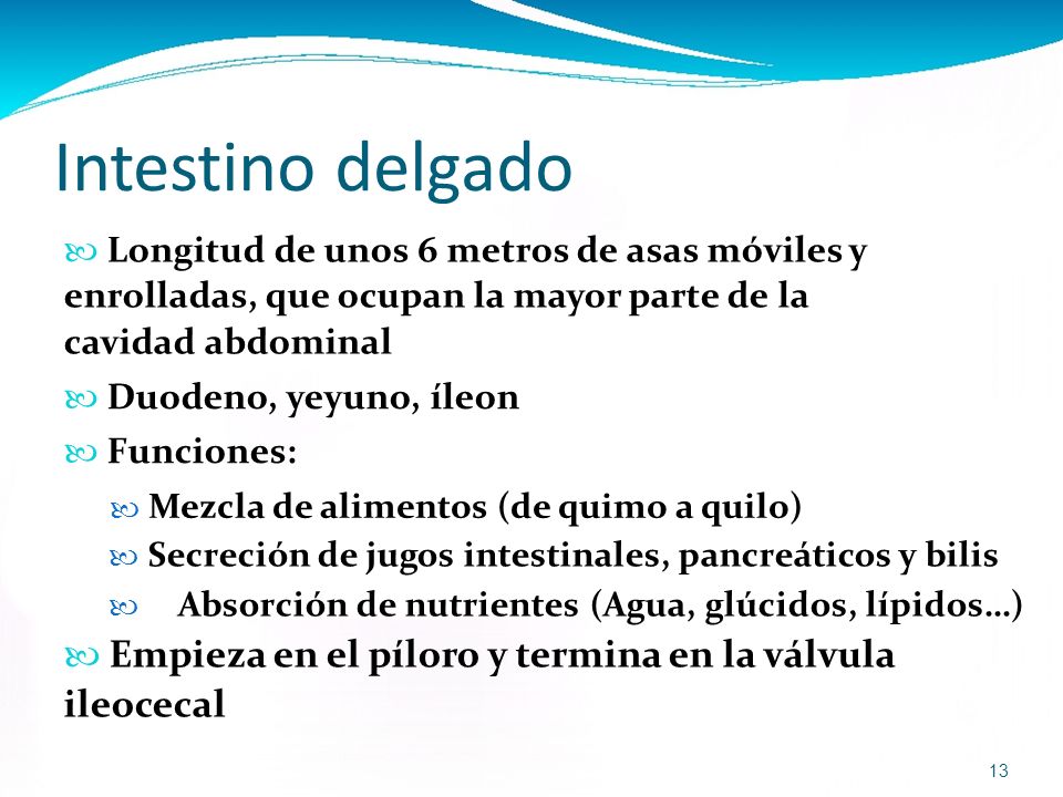 Intestino delgado  Longitud de unos 6 metros de asas móviles y enrolladas, que ocupan la mayor parte de la cavidad abdominal.