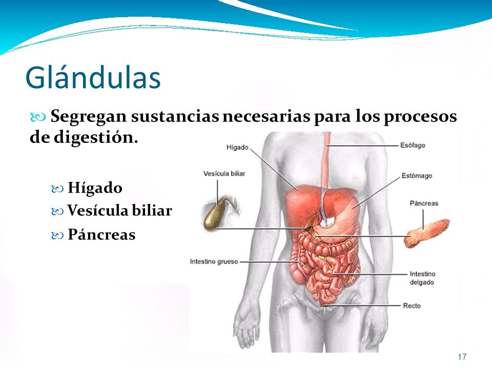 Glándulas  Segregan sustancias necesarias para los procesos de digestión.  Hígado.  Vesícula biliar  Páncreas.