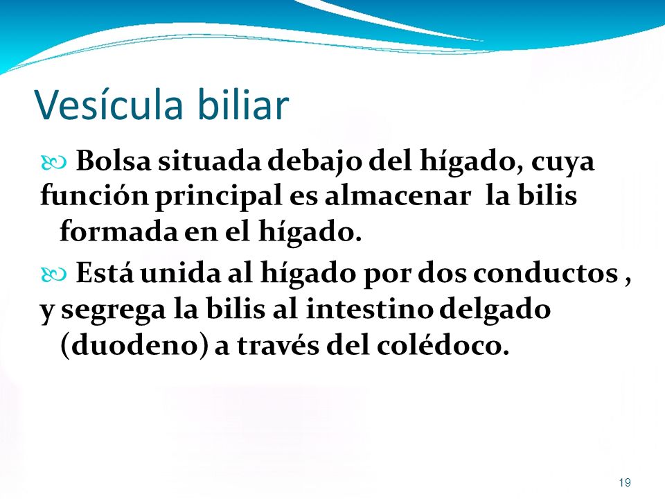 Vesícula biliar formada en el hígado. (duodeno) a través del colédoco.