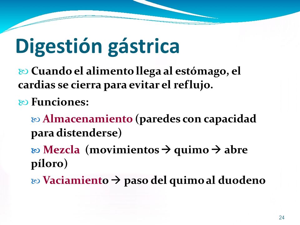 Digestión gástrica  Cuando el alimento llega al estómago, el cardias se cierra para evitar el reflujo.